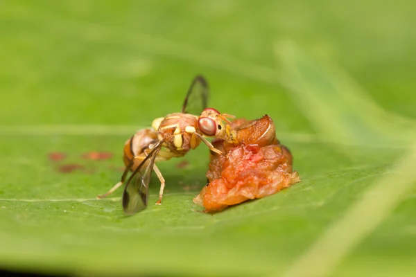 Bee nectar on leaves — Stock Photo, Image