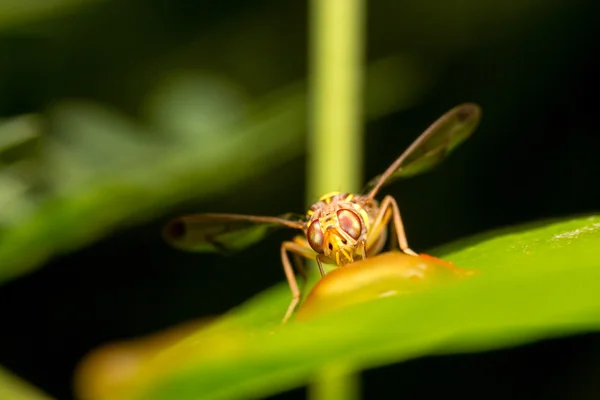 Bee nectar on leaves — Stock Photo, Image