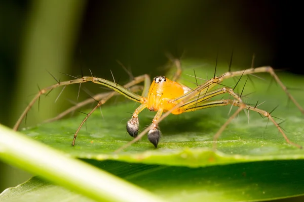 Lynx Aranha na folha — Fotografia de Stock