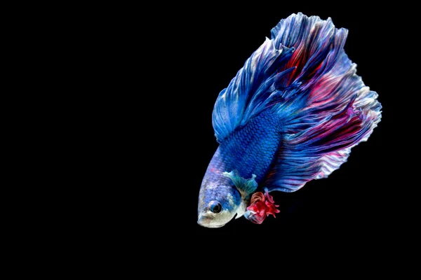 蓝色和红色暹罗斗鱼、 斗鱼上黑色孤立 — 图库照片