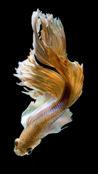 Peixe de combate siamês amarelo e branco, peixe betta isolado em preto — Fotografia de Stock