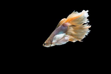 Sarı ve beyaz Siyam mücadele balık siyah izole daha iyi balık