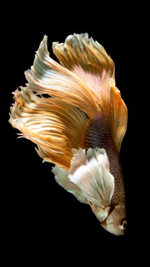 Sarı ve beyaz Siyam mücadele balık siyah izole daha iyi balık