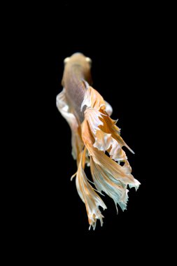 Sarı ve beyaz Siyam mücadele balık siyah izole daha iyi balık