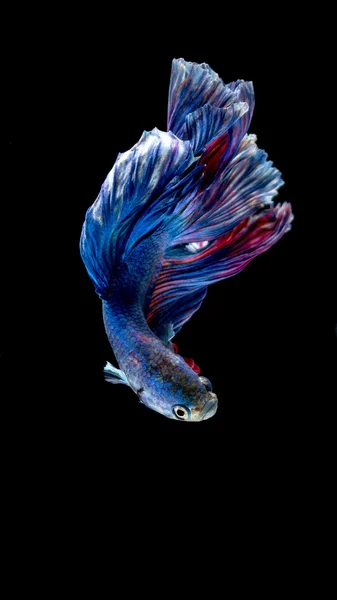 青と赤シャムの戦いの魚、黒で隔離の betta の魚 — ストック写真