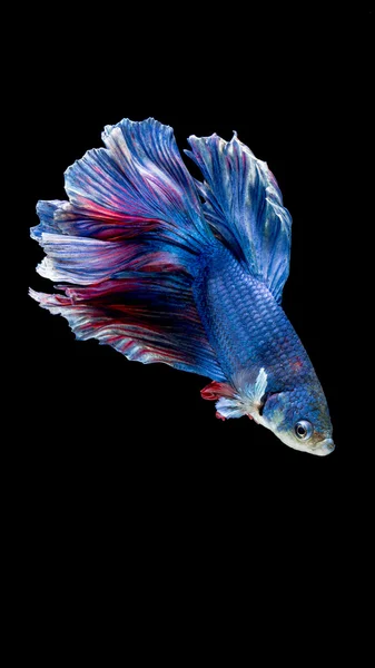 Peces siameses azules y rojos, peces betta aislados en negro — Foto de Stock