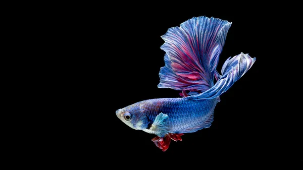 Peixe de combate siamês azul e vermelho, peixe betta isolado em preto — Fotografia de Stock