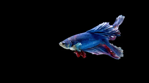 Peces siameses azules y rojos, peces betta aislados en negro — Foto de Stock