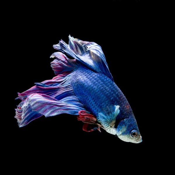 Peixe de combate siamês azul e vermelho, peixe betta isolado em preto — Fotografia de Stock