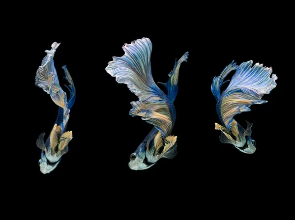Blue and yellow siamese fighting fish isolated on black background — Stock Photo, Image