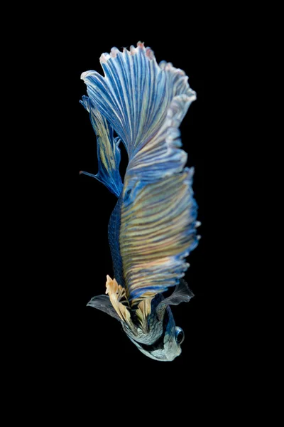 Blå och gula Siamesisk kampfisk isolerad på svart bakgrund — Stockfoto