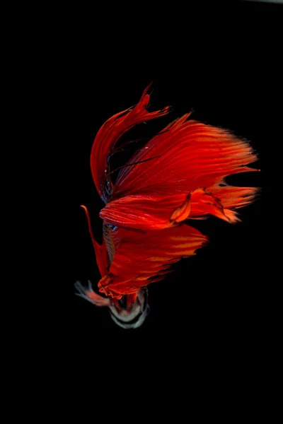 Peces siameses rojos que luchan aislados sobre fondo negro. Betta pescado — Foto de Stock