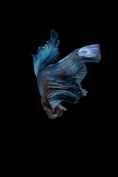 Blå Siamesisk kampfisk isolerad på svart bakgrund. Betta fisk — Stockfoto