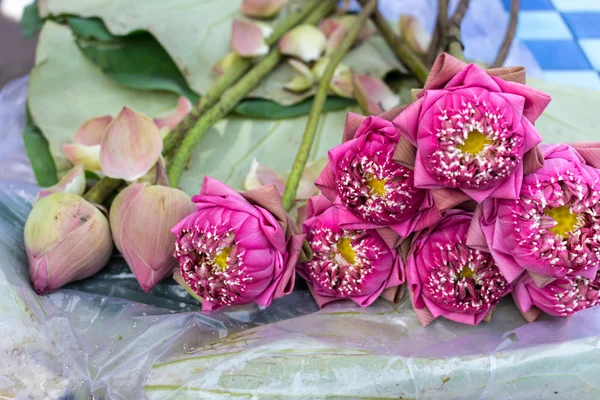 Kronblad rosa lotus för be Buddha i thailändsk kultur — Stockfoto
