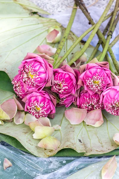 Kronblad rosa lotus för be Buddha i thailändsk kultur — Stockfoto