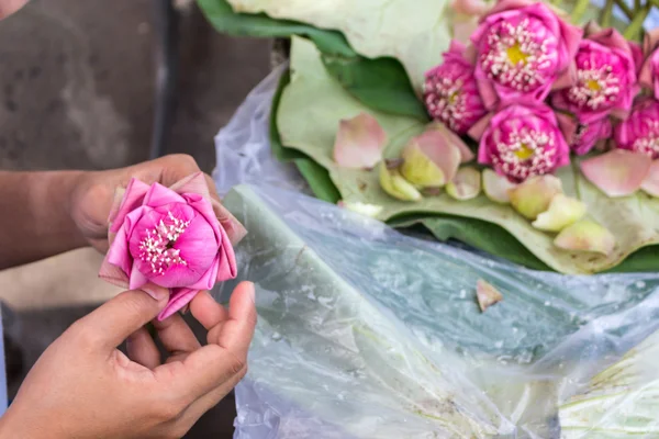 kadın katlama petal pembe lotus için dua Buda Tay kültür