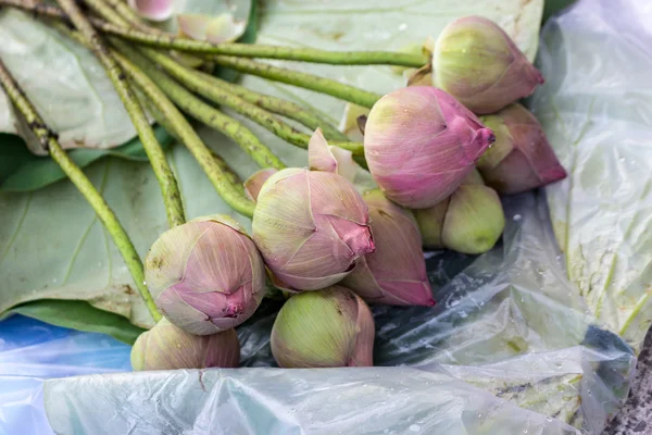 Petal pembe lotus için dua Buda Tay kültür