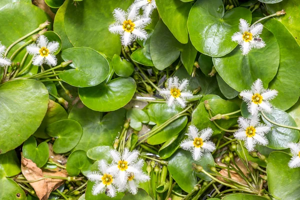 Su kar tanesi veya Nymphoides indica
