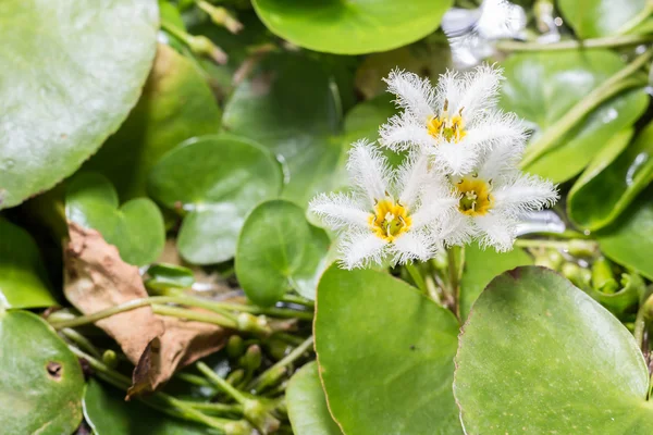 Su kar tanesi veya Nymphoides indica