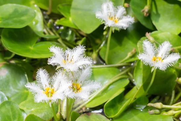 Water Snowflake of Nymphoides indica — Stockfoto