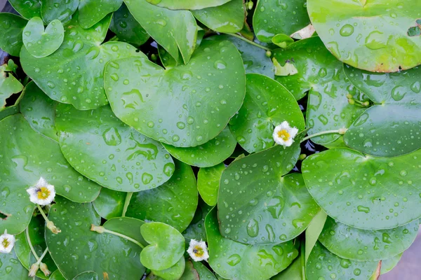 Güzel lotus yaprak su birikintisi arka planda