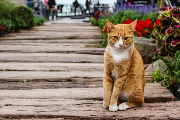 Tayland bir ahşap köprü katta oturan kedi