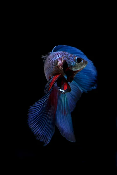 Blu siamese pesce combattente, betta pesce isolato su nero — Foto Stock