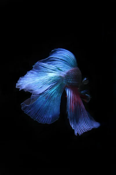 Peixe de combate siamês azul, peixe betta isolado em preto — Fotografia de Stock