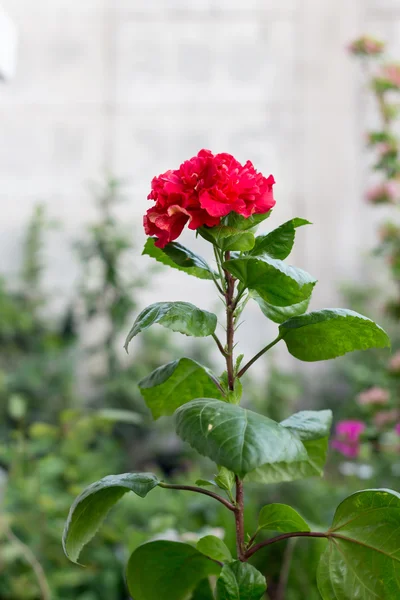 Kırmızı çiçek çiçek treelike Hibiscus havaneli, stamens ve yaprakları iki yaprakları ile