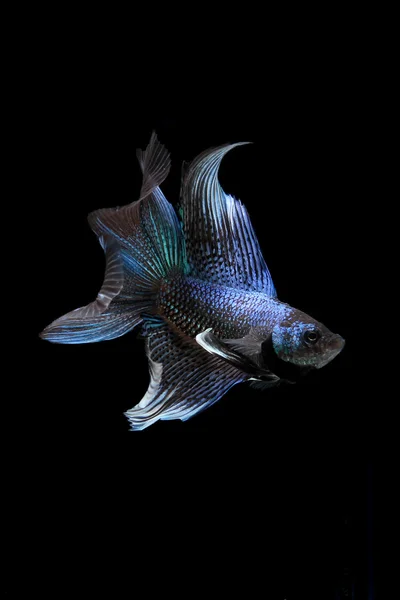 Peces siameses azules, peces betta aislados en negro — Foto de Stock