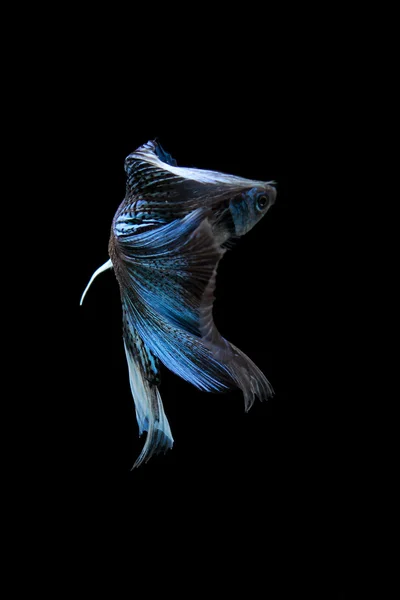 Peixe de combate siamês azul, peixe betta isolado em preto — Fotografia de Stock