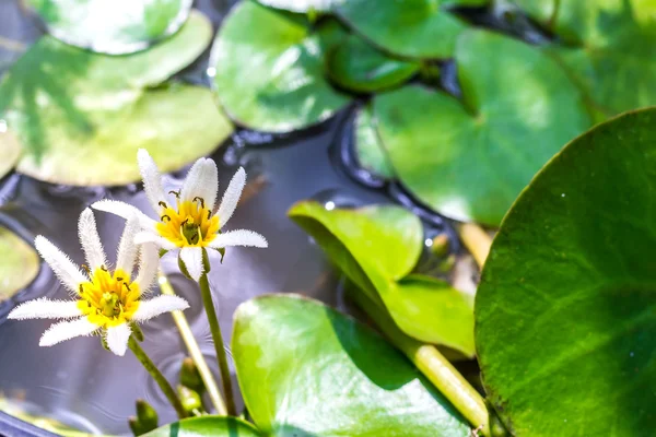 Su kar tanesi veya Nymphoides indica