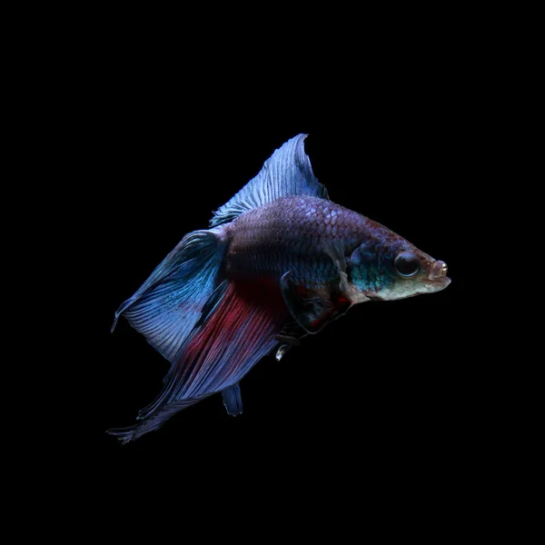 Peces siameses azules, peces betta aislados en negro — Foto de Stock