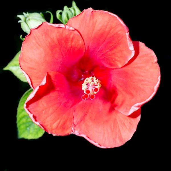 Flor de hibisco vermelho em um fundo preto — Fotografia de Stock