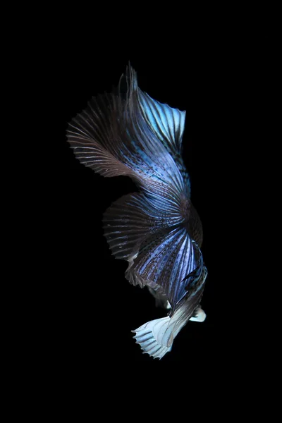 Peixe de combate siamês azul, peixe betta isolado em preto — Fotografia de Stock