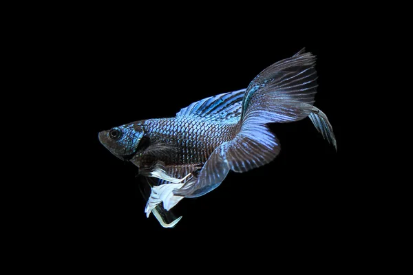 青いベタ黒で隔離の betta の魚 — ストック写真