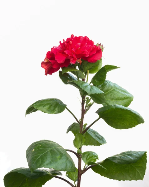 hibiscus çiçek üzerinde beyaz izole