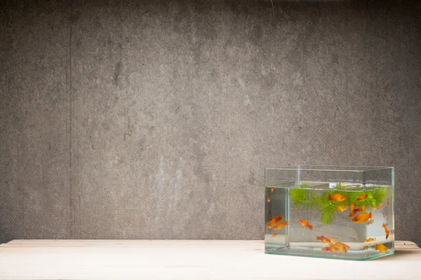 Fish tank on table wooden — Stock Photo, Image