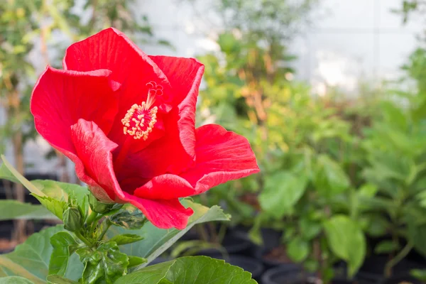 Hibiscus kırmızı