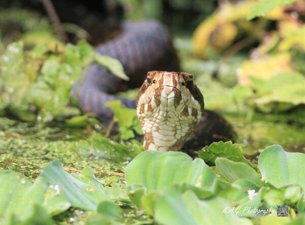 Cottonmouth snake at rivers edge