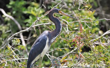 Üç renkli balıkçıl bir kütükte güneşleniyor