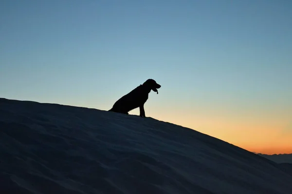 Gün batımı ve bir köpek.