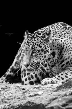 Gergedan gölgede dinleniyor..