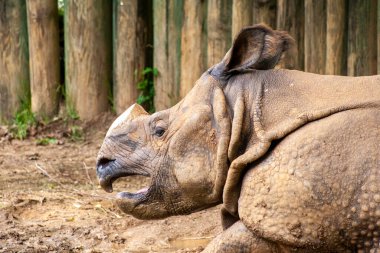 Gergedan gölgede dinleniyor..