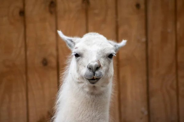 Lama Observando Você Fazenda — Fotografia de Stock