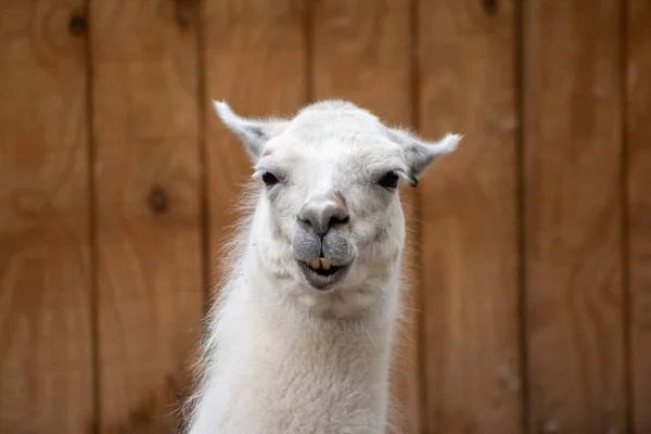 Lama çiftlikte seni izliyor..