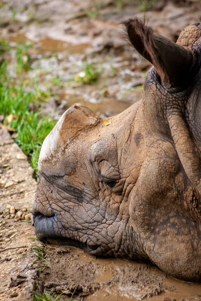 Gergedan gölgede dinleniyor..