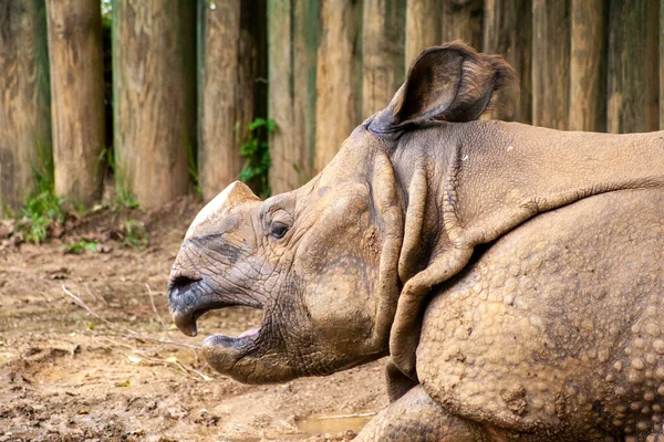 Gergedan gölgede dinleniyor..