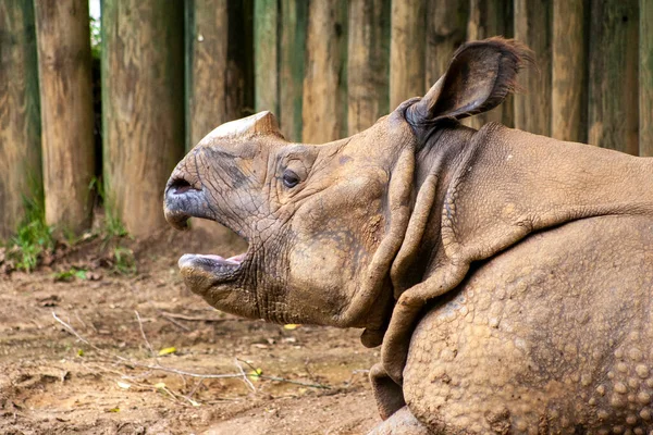 Gergedan gölgede dinleniyor..