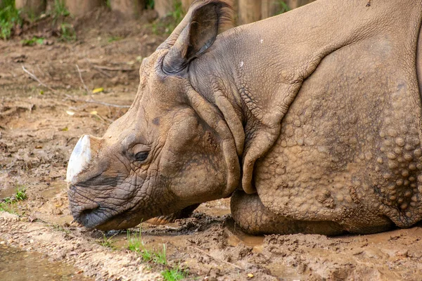 Gergedan gölgede dinleniyor..